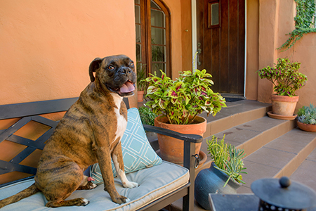 Canine Education photo shoot