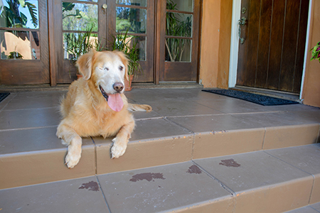 Canine Education photo shoot